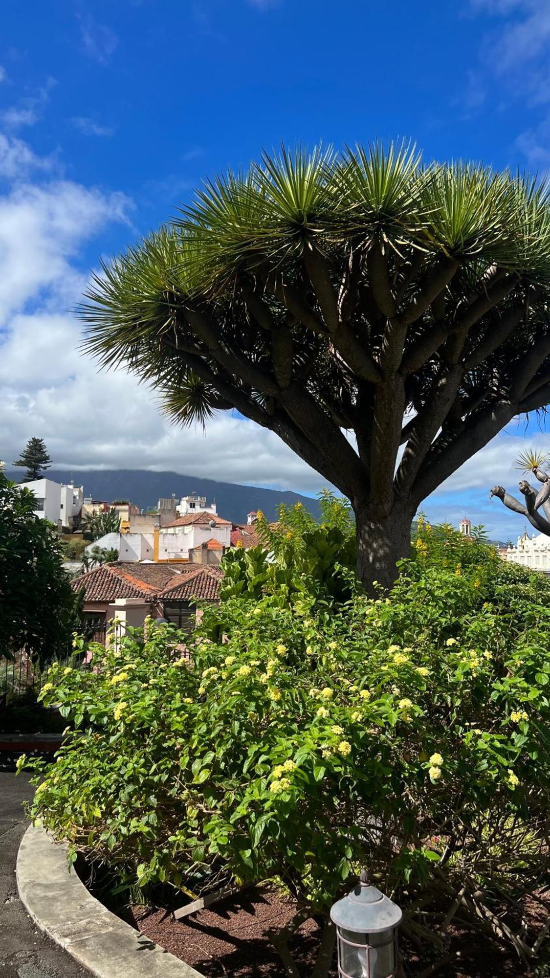 イコー・デ・ロス・ビノスTenerife Te Espera!アパートメント エクステリア 写真